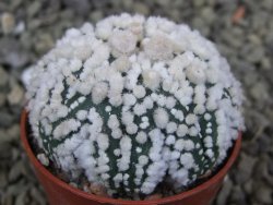 Astrophytum Hanazano Kabuto Star Shape, pot 5,5 cm