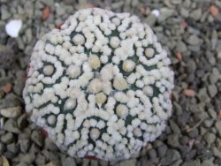 Astrophytum Hanazano Kabuto Star Shape, pot 5,5 cm - 12400395