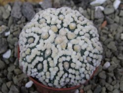 Astrophytum Hanazano Kabuto Star Shape, pot 5,5 cm