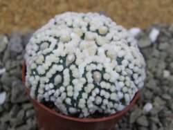 Astrophytum Hanazano Kabuto Star Shape, pot 5,5 cm - 12400398