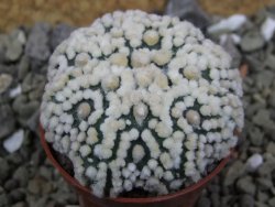 Astrophytum Hanazano Kabuto Star Shape, pot 5,5 cm - 12400399