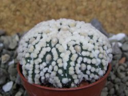 Astrophytum Hanazano Kabuto Star Shape, pot 5,5 cm - 12400400