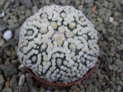 Astrophytum Hanazano Kabuto Star Shape, pot 5,5 cm - 12400401