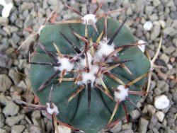 Echinocactus horizonthalonius La Trinidad, SLP pot 5,5 cm - 12400402