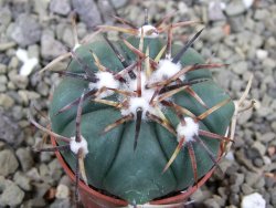 Echinocactus horizonthalonius La Trinidad, SLP pot 5,5 cm