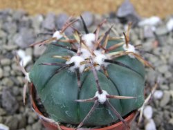 Echinocactus horizonthalonius La Trinidad, SLP pot 5,5 cm - 12400404