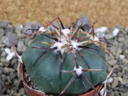 Echinocactus horizonthalonius La Trinidad, SLP pot 5,5 cm - 12400405