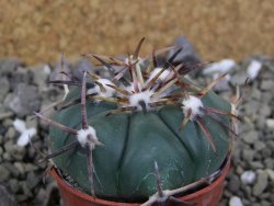 Echinocactus horizonthalonius La Trinidad, SLP pot 5,5 cm - 12400406