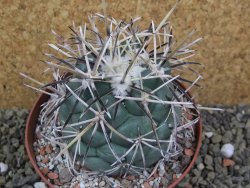 Coryphantha valida SB 288 Cerro Bola pot 10,5 cm