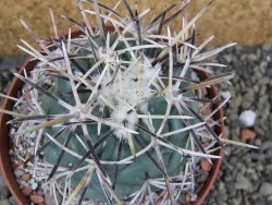 Coryphantha valida SB 288 Cerro Bola pot 10,5 cm - 12400408