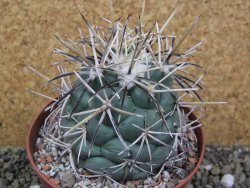 Coryphantha valida SB 288 Cerro Bola pot 10,5 cm - 12400409