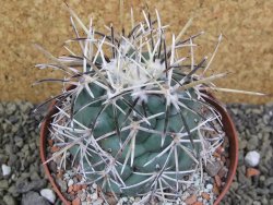 Coryphantha valida SB 288 Cerro Bola pot 10,5 cm - 12400410