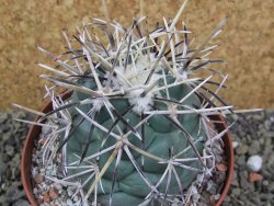 Coryphantha valida SB 288 Cerro Bola pot 10,5 cm - 12400411