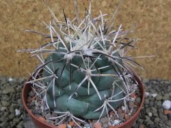 Coryphantha valida SB 288 Cerro Bola pot 10,5 cm - 12400412