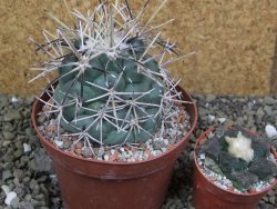 Coryphantha valida SB 288 Cerro Bola pot 10,5 cm - 12400413