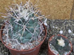 Coryphantha valida SB 288 Cerro Bola pot 10,5 cm - 12400414