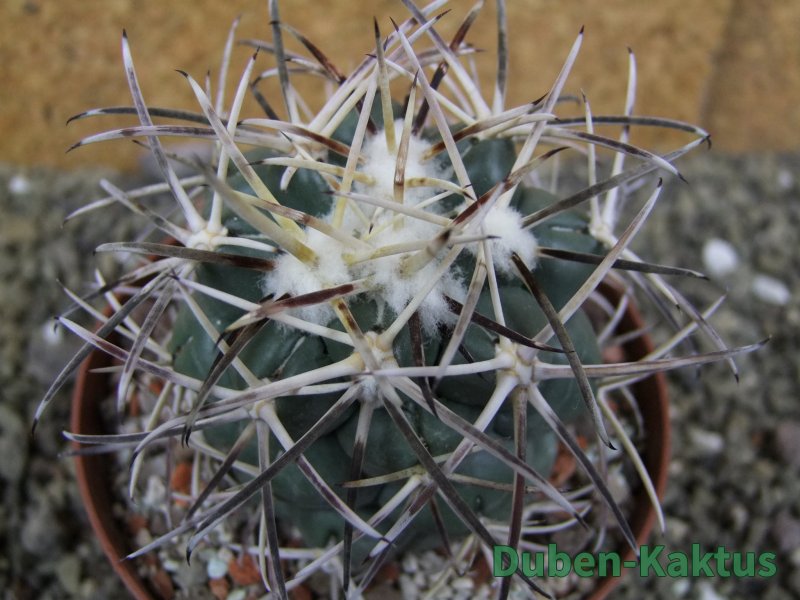 Coryphantha valida SB 288 Cerro Bola pot 10,5 cm