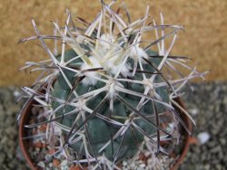 Coryphantha valida SB 288 Cerro Bola pot 10,5 cm - 12400415