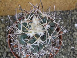 Coryphantha valida SB 288 Cerro Bola pot 10,5 cm - 12400416