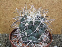 Coryphantha valida SB 288 Cerro Bola pot 10,5 cm - 12400417