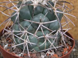 Coryphantha valida SB 288 Cerro Bola pot 10,5 cm - 12400418