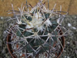 Coryphantha valida SB 288 Cerro Bola pot 10,5 cm