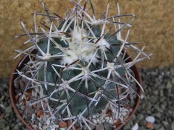 Coryphantha valida SB 288 Cerro Bola pot 10,5 cm - 12400421