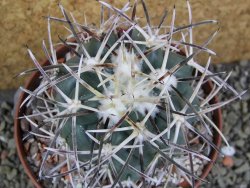 Coryphantha valida SB 288 Cerro Bola pot 10,5 cm - 12400422