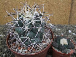 Coryphantha valida SB 288 Cerro Bola pot 10,5 cm - 12400423