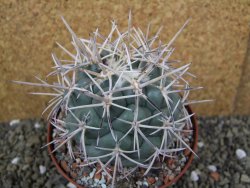 Coryphantha valida El Hundido pot 10,5 cm