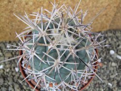 Coryphantha valida El Hundido pot 10,5 cm - 12400425