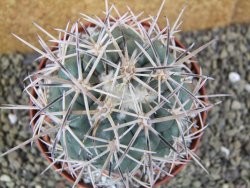 Coryphantha valida El Hundido pot 10,5 cm - 12400426