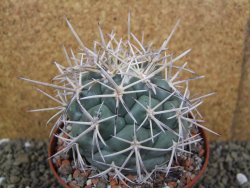 Coryphantha valida El Hundido pot 10,5 cm - 12400427