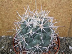 Coryphantha valida El Hundido pot 10,5 cm - 12400428