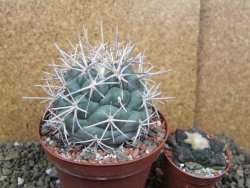 Coryphantha valida El Hundido pot 10,5 cm - 12400429