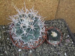 Coryphantha valida El Hundido pot 10,5 cm - 12400430