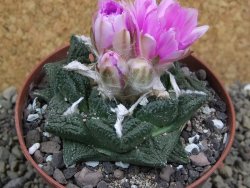 Ariocarpus fissuratus Cuatro Cienegas pot 9 cm - 12400433