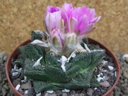 Ariocarpus fissuratus Cuatro Cienegas pot 9 cm - 12400434