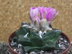 Ariocarpus fissuratus Cuatro Cienegas pot 9 cm - 12400435