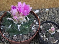 Ariocarpus fissuratus Cuatro Cienegas pot 9 cm - 12400436