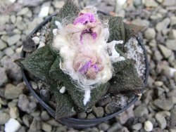 Ariocarpus fissuratus Cuatro Cienegas pot 5,5 cm - 12400437