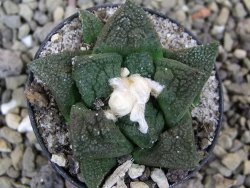 Ariocarpus fissuratus Cuatro Cienegas pot 5,5 cm