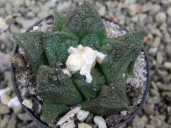 Ariocarpus fissuratus Cuatro Cienegas pot 5,5 cm - 12400446