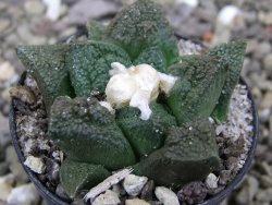 Ariocarpus fissuratus Cuatro Cienegas pot 5,5 cm - 12400447