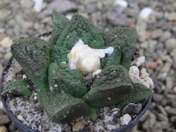 Ariocarpus fissuratus Cuatro Cienegas pot 5,5 cm - 12400448