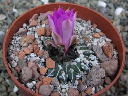 Ariocarpus kotschoubeyanus sladkovskii Rio Verde pot 6,5 cm