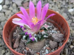 Ariocarpus kotschoubeyanus sladkovskii Rio Verde pot 5,5 cm - 12400457