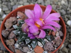 Ariocarpus kotschoubeyanus sladkovskii Rio Verde pot 5,5 cm