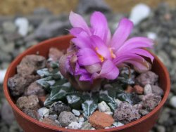 Ariocarpus kotschoubeyanus sladkovskii Rio Verde pot 5,5 cm - 12400464