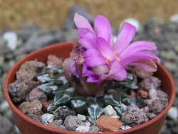 Ariocarpus kotschoubeyanus sladkovskii Rio Verde pot 5,5 cm - 12400465